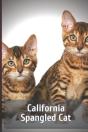 California Spangled Cat - Preview