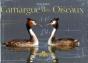 Camargue Des Oiseaux - Preview
