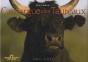 Camargue Des Taureaux - Preview