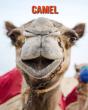 Camel - Preview