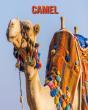 Camel - Preview