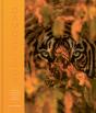 Camouflage - Preview