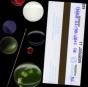 Can Thought Exist Without the Body - Vinil - Preview