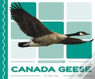 Canada Geese