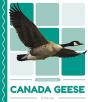 Canada Geese - Preview