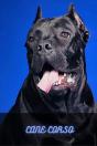 Cane Corso - Preview