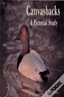 Canvasbacks