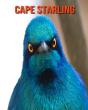 Cape Starling - Preview