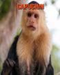 Capuchin - Preview