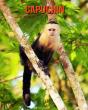 Capuchin - Preview