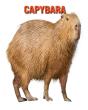 Capybara - Preview
