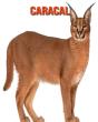 Caracal - Preview