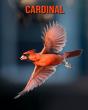 Cardinal - Preview