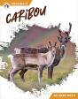 Caribou - Preview