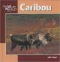 Caribou - Preview