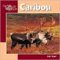 Caribou - Preview