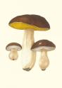 Carnet : Champignons Comestibles Et Vénéneux - Preview