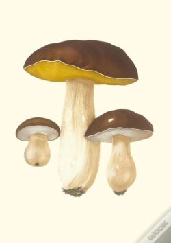 Capa do artigo Carnet : Champignons Comestibles Et Vénéneux