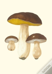 Capa do artigo Carnet : Champignons Comestibles Et Vénéneux