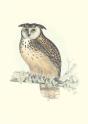 Carnet Notes & Lecture - Oiseaux De L Himalaya - Preview