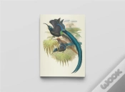 Capa do artigo Carnet Notes & Lecture : Oiseaux De Nouvelle-Guinée