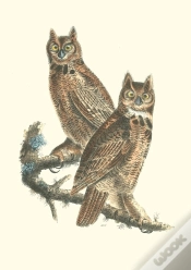 Capa do artigo Carnet - Oiseaux D