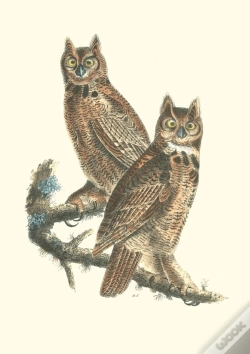 Capa do artigo Carnet - Oiseaux D'Amerique