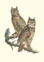 Carnet - Oiseaux D'Amerique - Preview