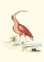 Carnet : Recueil De Divers Oiseaux - Preview