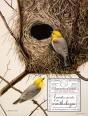 Carnets Secrets D'Un Ornithologue - Preview