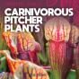 Carnivorous Pitcher Plants - Preview