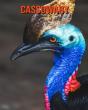 Cassowary - Preview