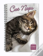 Capa do artigo Cat Naps