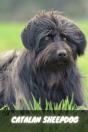 Catalan Sheepdog - Preview