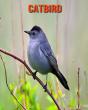 Catbird - Preview