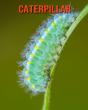Caterpillar - Preview