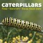 Caterpillars - Preview