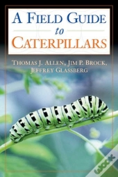 Caterpillars In The Field And Garden