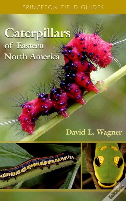 Capa do artigo Caterpillars Of Eastern North America