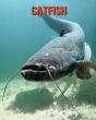 Catfish - Preview