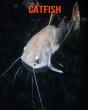 Catfish - Preview
