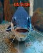 Catfish - Preview