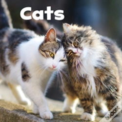 Capa do artigo Cats