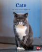 Cats - Preview