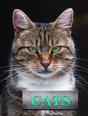 Cats - Preview