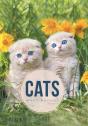 Cats - Preview