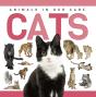 Cats - Preview