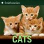 Cats - Preview