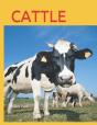 Cattle - Preview