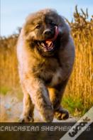 Caucasian Shepherd Dog